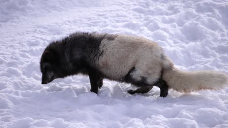 arctic-fox-vomits-and-eats-it-slomo