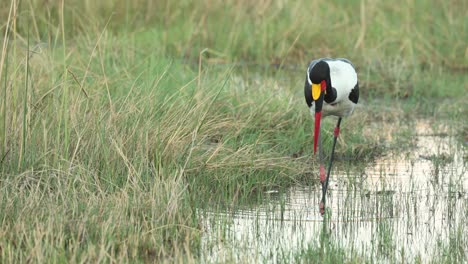 A-saddle-billed-stork-fishing-in-the-shallows-of-the-Khwai-River,-Botswana
