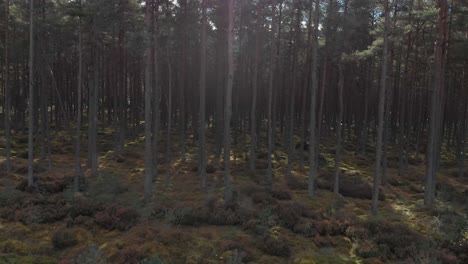 Aerial-view-of-pine-forest