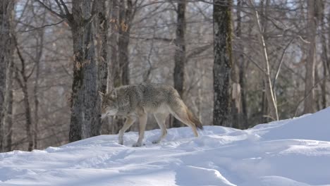 Kojote-Verlässt-Den-Hügel,-Um-Den-Winterpfad-Zu-Patrouillieren