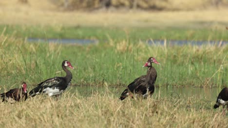 Four-spur-winged-geese-waddle-slowly-along-the-green-bank-of-the-Khwai-River,-Botswana