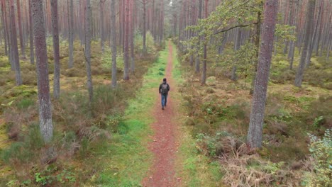 Aerial-view-of-person-hiking-in-the-pine-forest