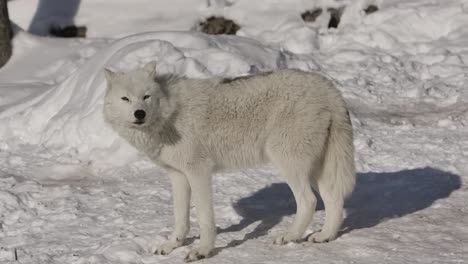 Polarwolf-Schnüffelt-Die-Luft-Und-Ist-Sich-Der-Kamera-Bewusst