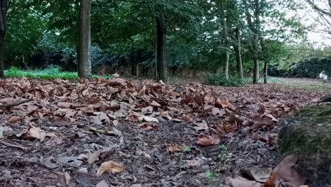 Fallen-leaves-on-the-ground-in-brownish-tones-contrast-with-the-green-of-the-trees-in-the-background-of-the-park