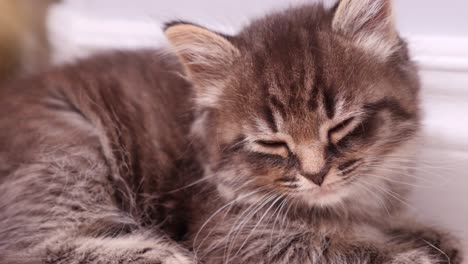 Green-Tabby-Main-Coon-Little-Small-Kitten-Cat-Falling-Asleep