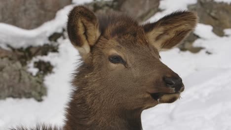 deer-looks-away-winter-rocky-background