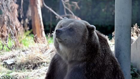 Zeitlupenaufnahme-Eines-Grizzlybären,-Der-Sich-Rücken-Und-Nacken-An-Einer-Metallstange-Kratzt