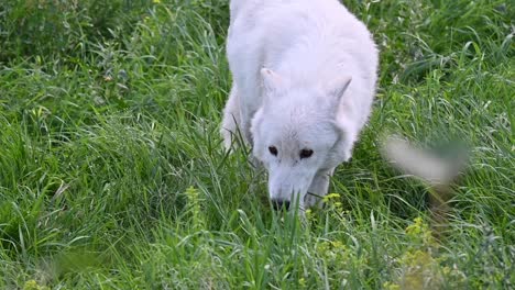 Langsame-Kamerafahrt-Eines-Weißen-Wolfs,-Der-Langsam-Seine-Beute-Jagt