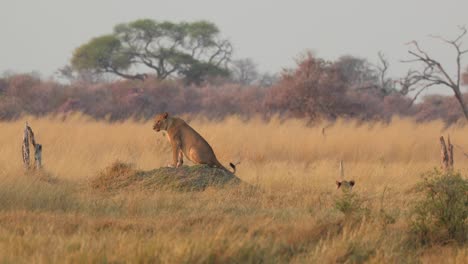 A-hot-lioness-sitting-on-a-termite-mound,-turning-to-look-at-the-green-and-gold-scenery-all-around,-Khwai-Botswana