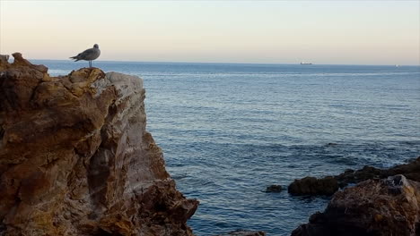 A-seagull-perched-on-the-rock,-under-the-blue-sea-water-and-with-little-waves,-beautiful