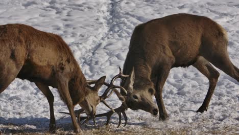 elk-bucks-battle-dominance-with-antlers-slomo