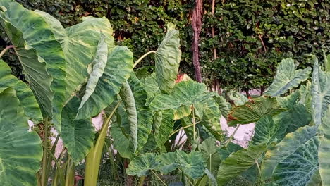 Plants-called-big-green-and-wrinkled-elephant-ear