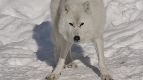 Arktischer-Wolf,-Der-Schnee-Slomo-Kaut