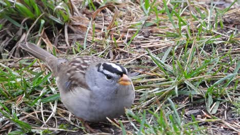 White-crowned-sparrow-close-up-searching-for-seed-on-the-ground-and-in-the-grass