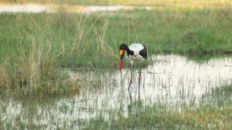 A-saddle-billed-stork-wading-patiently-in-the-shallows,-searching-for-fish