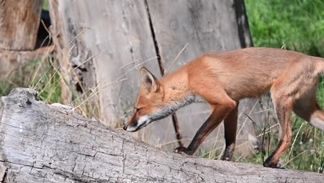 Slowmotion-shot-of-a-young-curious-fox-walking-and-sniffing-a-fallen-tree