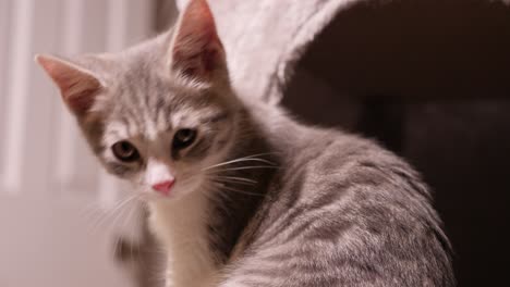 Silver-Tabby-Little-Kitten-Cat