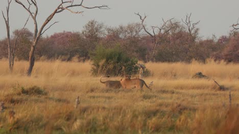 Zwei-Löwen-Spielen-In-Der-Grün-goldenen-Landschaft-Der-Khwai-Konzession,-Botswana