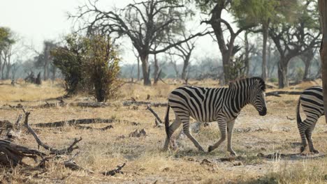 Two-zebras-walking-through-Khwai-concession,-Botswana,-in-the-dry-season