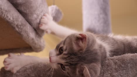 lazy-little-cute-silver-kitten-lying-on-the-side