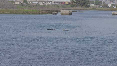 static-shot-of-sea-otters-in-Moss-Landing-Harbor-California