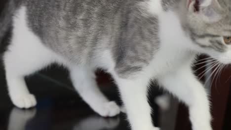 little-silver-kitten-cat-smelling-tracing-target-walking-around