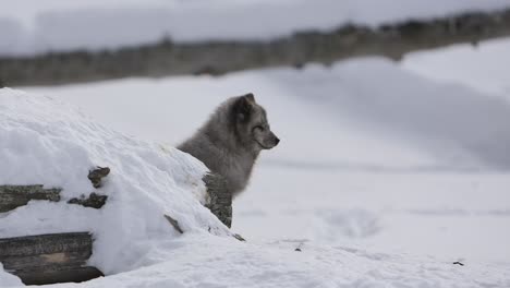 arctic-fox-looks-at-you-slomo