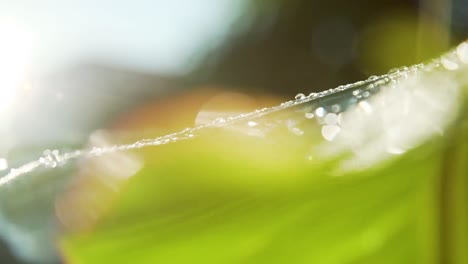 Sun-between-plantain-palm-leaf-with-drops-of-water-on-it