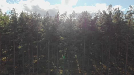 Drone-view-at-the-edge-of-the-pine-forest-on-a-sunny-day