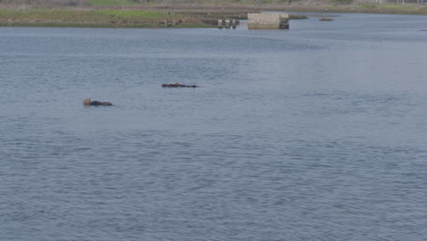Slow-motion-shot-of-otters-floating-in-the-Moss-Landing-Harbor-California