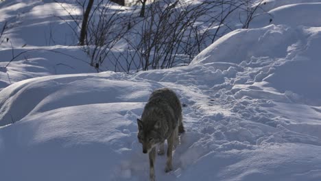 Coyote-Camina-Por-Una-Pequeña-Colina-De-Nieve-Slomo