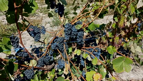 Vineyard-extension-with-bunches-of-black-grapes,-ready-to-be-picked