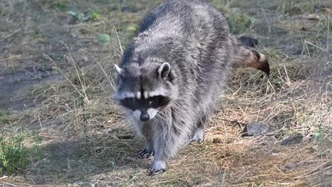 Slowmotion-shot-of-a-raccoon-walking-through-space-grass