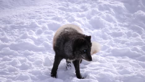 arctic-fox-turns-and-walks-in-snow-slomo