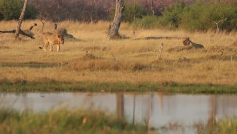 Un-León-Caminando-Y-Dejándose-Caer-Junto-A-Su-Hermano-Oculto-Mientras-Otro-Mira,-En-Khwai,-Botswana