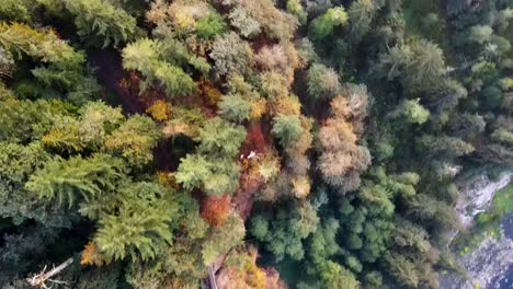 Aerial-drone-bird's-eye-view-above-forest-woodlands-near-Snoqualmie-Falls,-Snoqualmie-Valley-in-Washington,-USA-on-a-cloudy-day