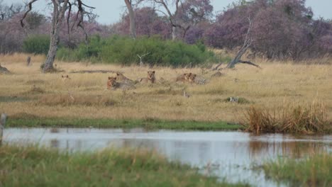 A-pride-of-resting-lions-watching-a-clump-of-grass-floating-down-the-Khwai-River,-Botswana