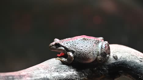 Slow-motion-shot-of-a-red-striped-frog-sitting-on-a-tree-branch