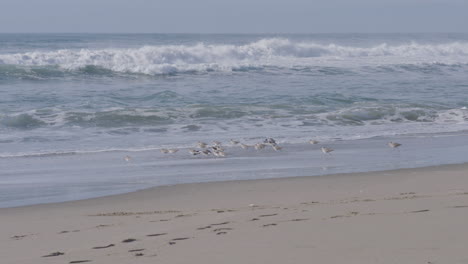Tracking-shot-of-a-flock-of-seagulls-running-along-the-beach