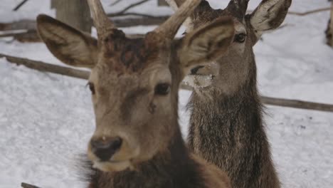 2-Ciervos-Buck-Empujando-Closeup-Invierno