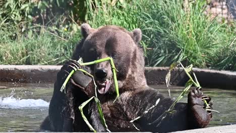 Handgehaltene-Zeitlupenaufnahme-Eines-Großen-Braunen-Bären,-Der-Bambusstöcke-Im-Pool-Frisst