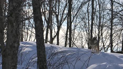 coyote-on-top-of-snowy-hill-rolling-shot-through-forest