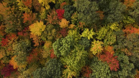 Bird's-eye-of-red,-orange,-and-yellow-changing-leaves