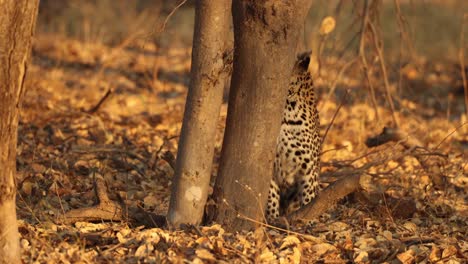 Close-up-clip-of-a-leopard-in-golden-light-scanning-the-treetop-before-leaping,-Khwai,-Botswana