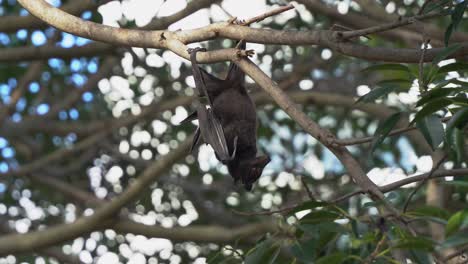 Wild-fruit-bat,-black-flying-fox,-native-to-Australia,-hanging-upside-down-holding-on-to-a-tree-branch,-wondering-around-its-surrounding,-roosting-in-the-tree-canopy,-selective-close-up-shot