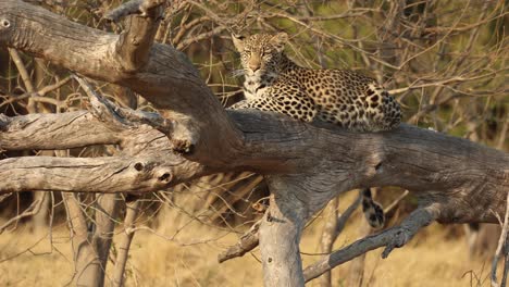 A-beautiful-leopard-in-a-fallen-tree-looks-to-the-camera-before-hopping-down,-Khwai-Botswana
