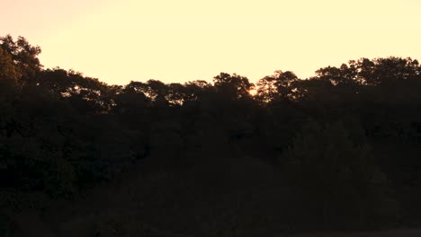 Drohne-Im-Dünenwald-Bei-Sonnenaufgang