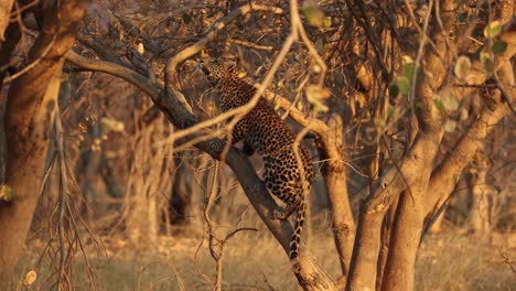 Slow-motion-clip-of-leopard-climbing-a-tree,-hunting-squirrels-in-golden-light,-in-Khwai,-Botswana