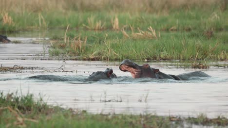 Clip-En-Cámara-Lenta-De-Dos-Hipopótamos-Peleando-En-El-Río-Khwai,-Botswana.