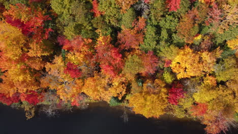 Aerial-birds-eye-view-orange-and-yellow-trees-in-nature-fall-season